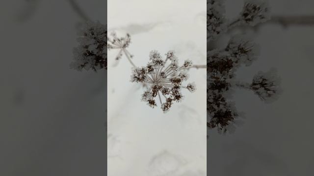 Энергосеанс обнуления вируса герпес