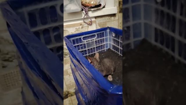 канадские малыши