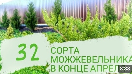 32 СОРТА МОЖЖЕВЕЛЬНИКА В КОНЦЕ АПРЕЛЯ. 29.04.2023г. БЕЛАРУСЬ, ГОМЕЛЬСКАЯ ОБЛАСТЬ