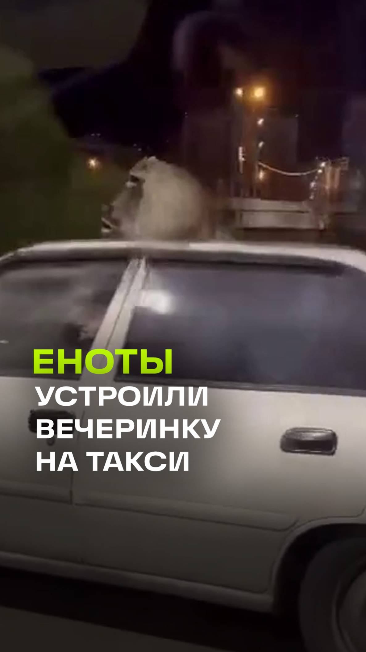 Свидание на крыше: еноты устроили не очень скромное рандеву на такси в центре Сочи