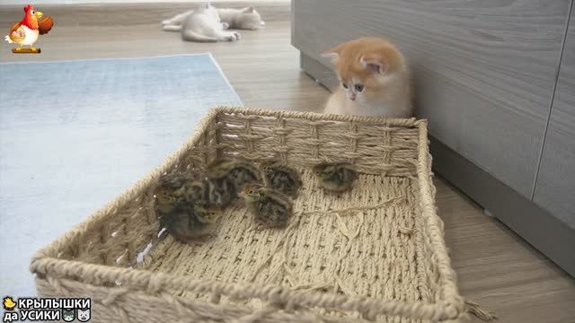 Утята и Цыплята - Кошки и котята (129) Милые такие Хвостики да Усики ❣️🥰😂