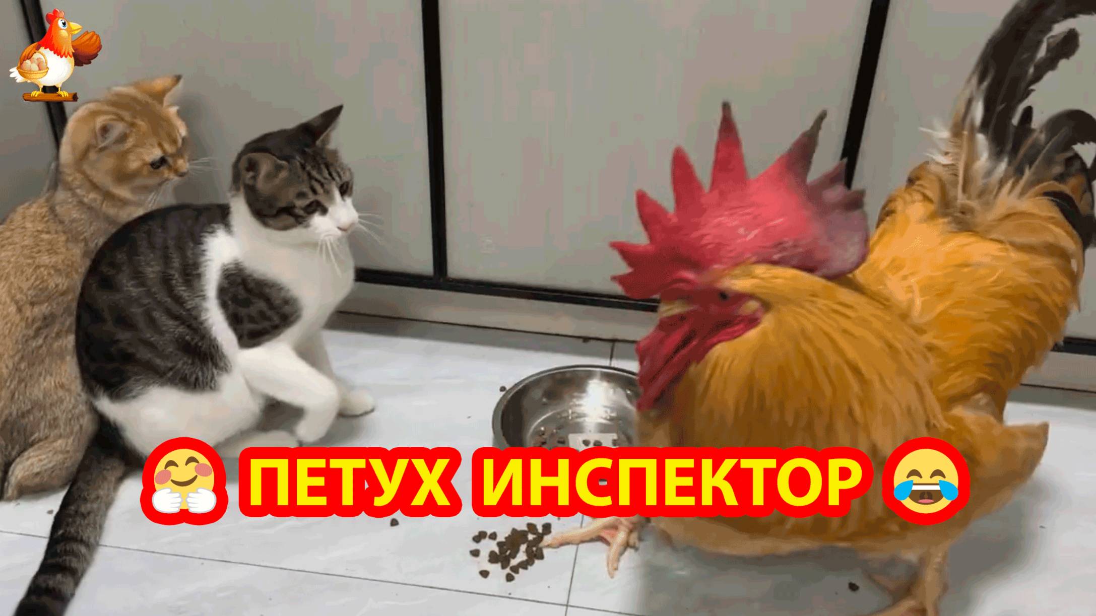 Старый Петух инспектор сегодня не ладит с Кошками 🐓😹❣️