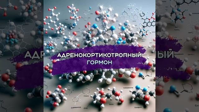 Адренокортикотропныц гормон (АКТГ)