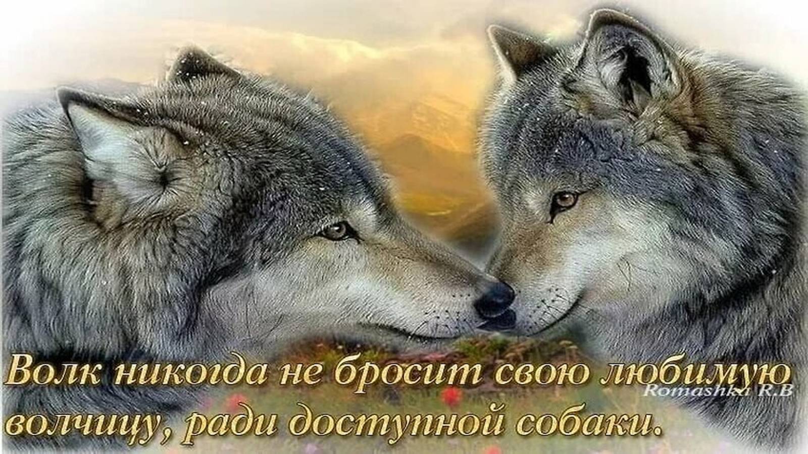 Звездинский Михаил - Волки ( cover Савелий Долгобродский )