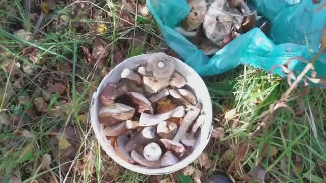 КАРАУЛ! Грибы не выпускают из леса!