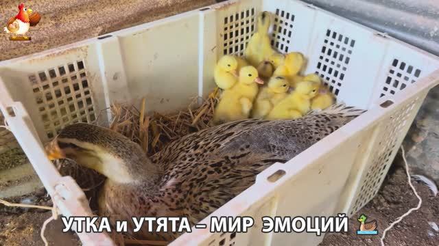 Утка и Утята – мир нежных эмоций 🦆🤗❣️часть (53)