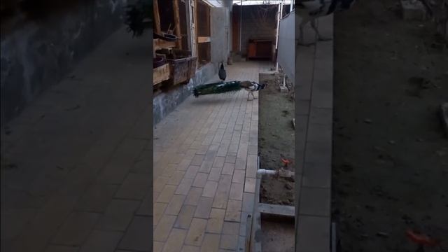 Товус куши Гузаллик рамзи
