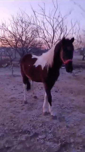 Пегий Жеребчик