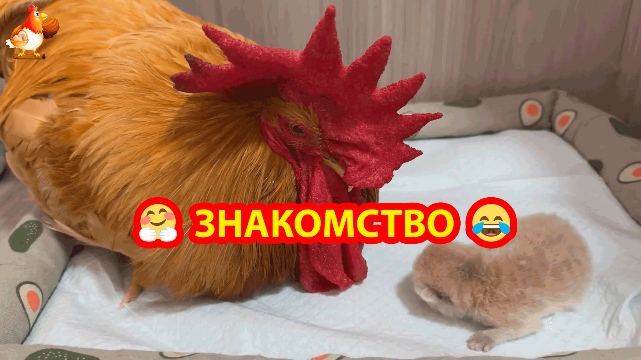 Молодой Петух знакомится с Котенком с достоинством главы семейства 🐓😂🥰