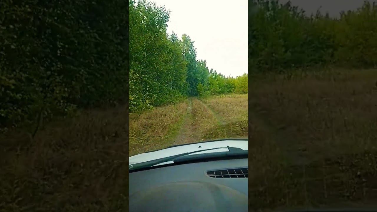 едем на прогулку мир #осознание #природа #nature #мир #лето