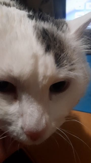 Ты не ты когда голоденⒸ Вася.