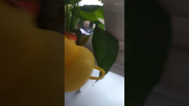 любимые растения уточки