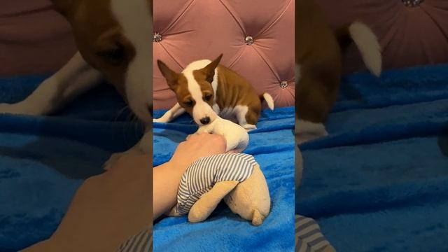 Мальчик басенджи, питомник из дома принцессы Дианы.