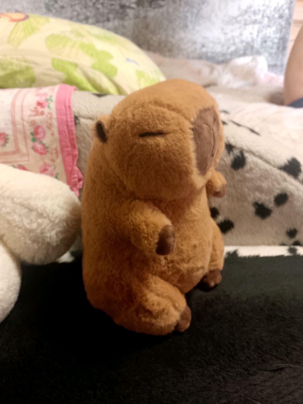 капибара