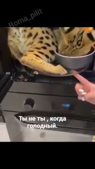 #тынеты #когдаголоден #кот