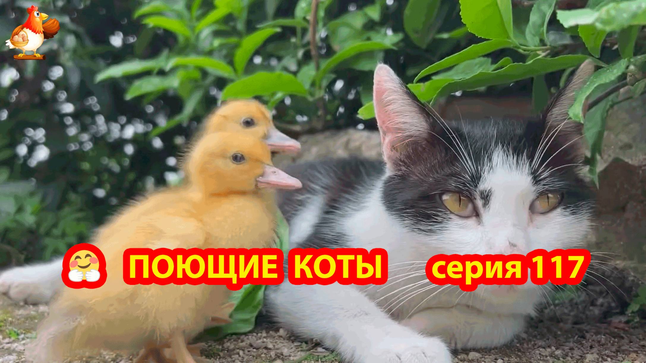 Крутые коты у птичьего двора серия (117) 🐈🐈⬛😹 Природа Абхазии и подворье с птицами и животными ❣