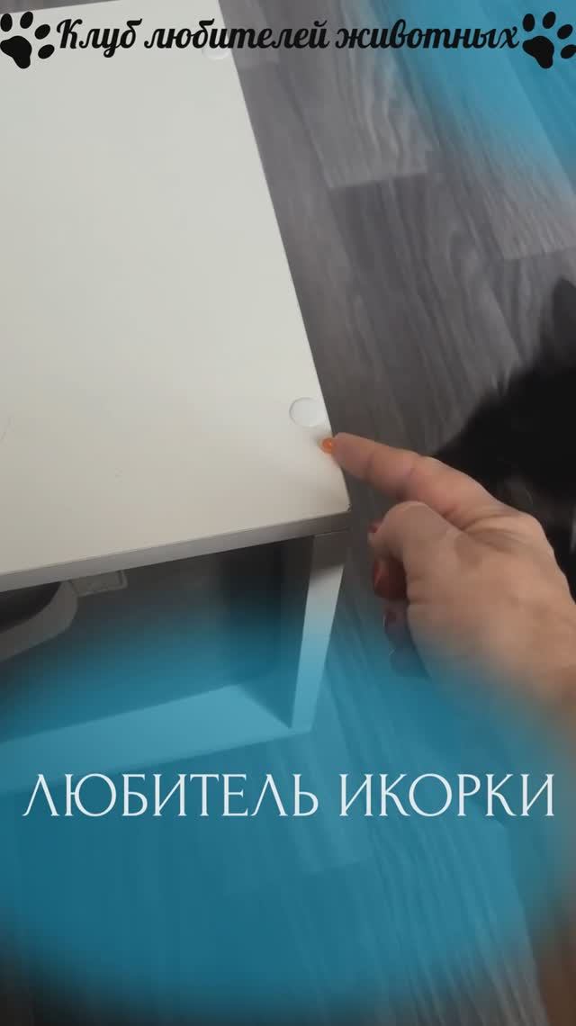 Любитель икорки