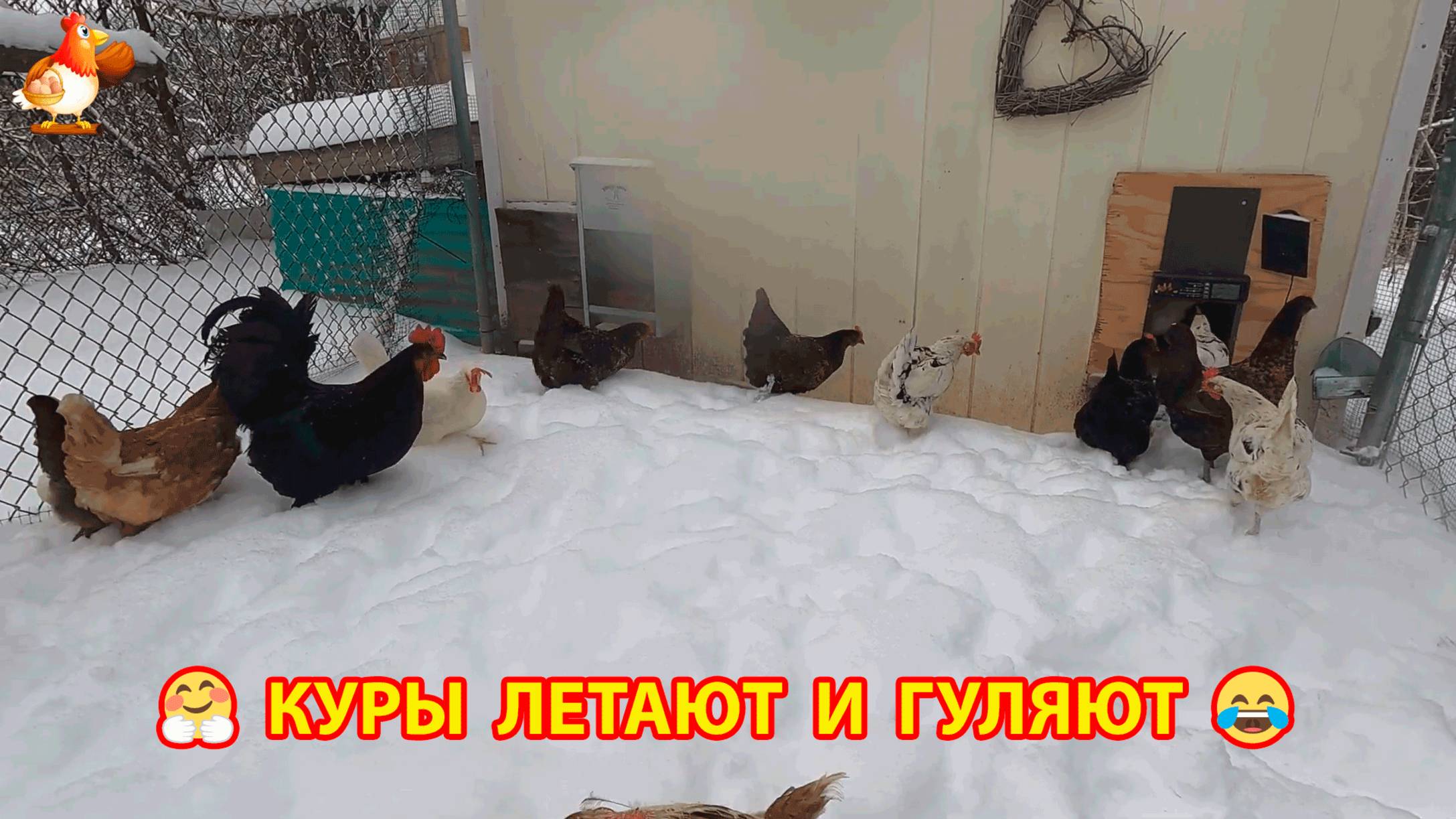 Привычные к снегу куры летят утром к теплой воде 💦🥰😂