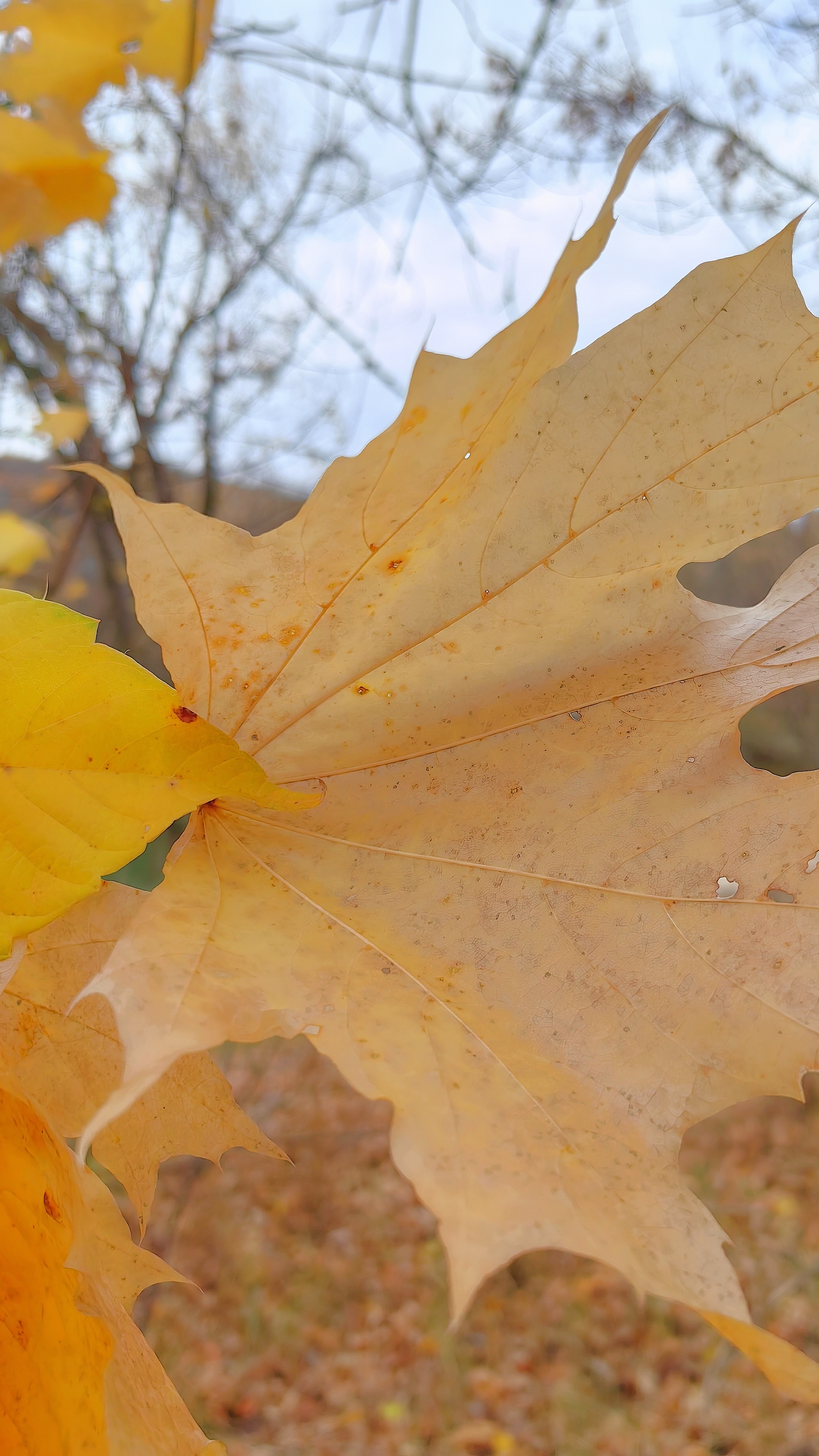 Осень на реке