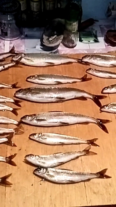 Много хариусов.mp4