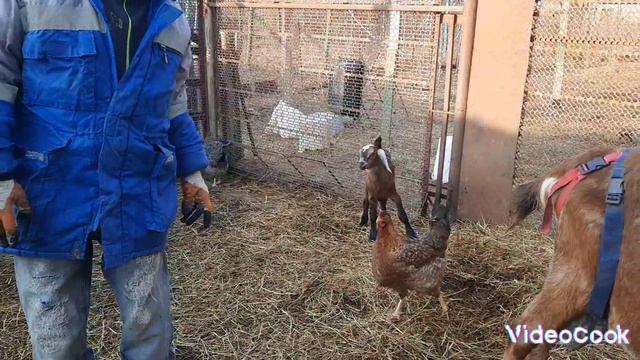 Проверяем крольчат.Наказали петуха. Наши будни.