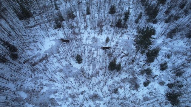 Лоси с высоты птичьего полета.