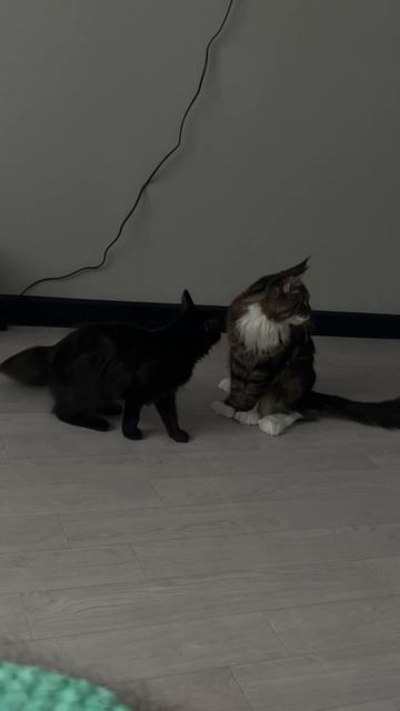 коты мейн кун
