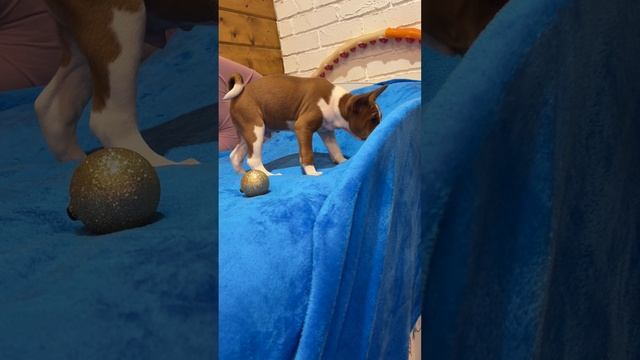 Лерой, красавец басенджи! Готов к переезду