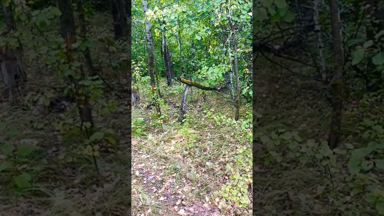 просто жизнь мир #осознание #nature #природа #мир #жизнь