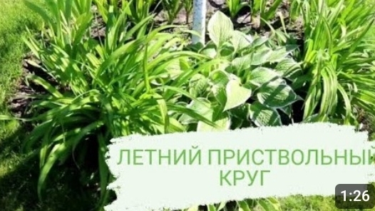 ЛЕТНИЙ ПРИСТВОЛЬНЫЙ КРУГ. 6.06.2023г. БЕЛАРУСЬ,ГОМЕЛЬСКАЯ ОБЛАСТЬ