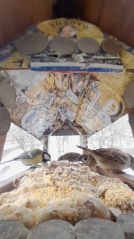 1000038409.mp4кормушка.12.02.2025г.