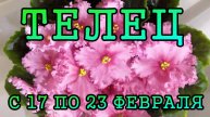ТЕЛЕЦ таро прогноз на неделю с 17 по 23 ФЕВРАЛЯ 2025 года.