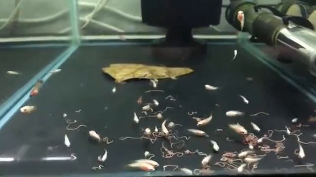 BT170318 - Fry feeding on tubifex!