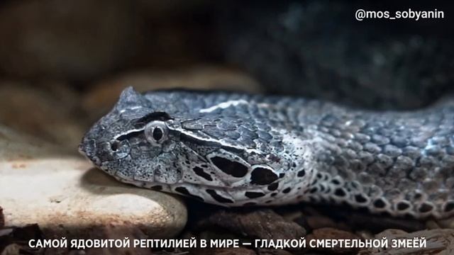 Сергей Собянин: Зоопарк Москвы вышел на первое место в мире по разнообразию видов