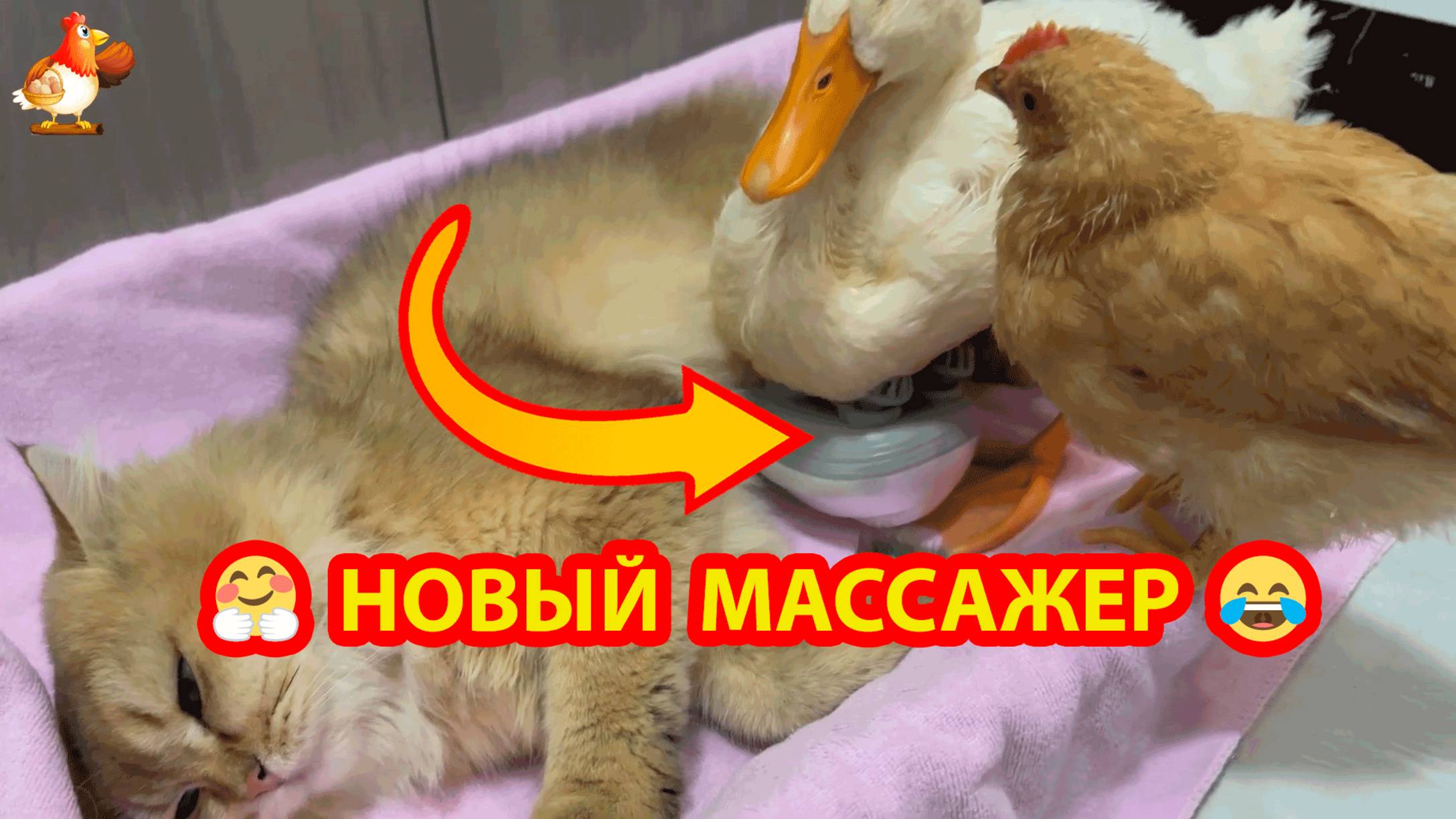 Новый массажер нарасхват ❣️ Питомцы любят массаж и отдых друг от друга ❣️😂🥰