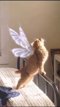 video-5a520869e560db1195a807646137f122-V