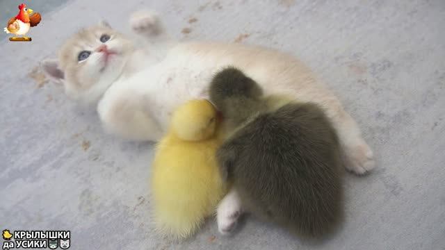 Утята и Цыплята - Кошки и котята (128) Милые такие Хвостики да Усики ❣️🥰😂
