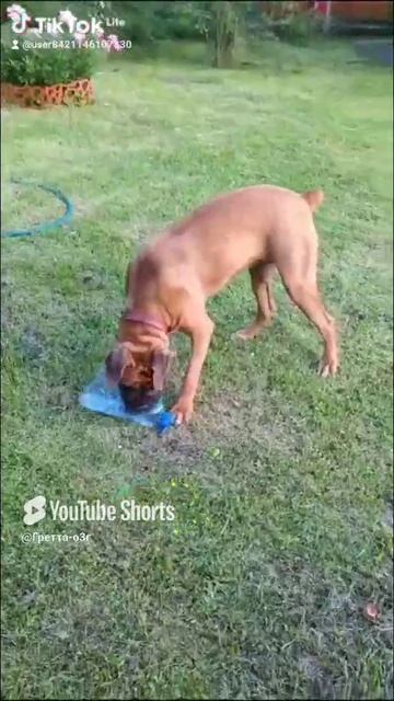 Бутылка - лучшая игрушка