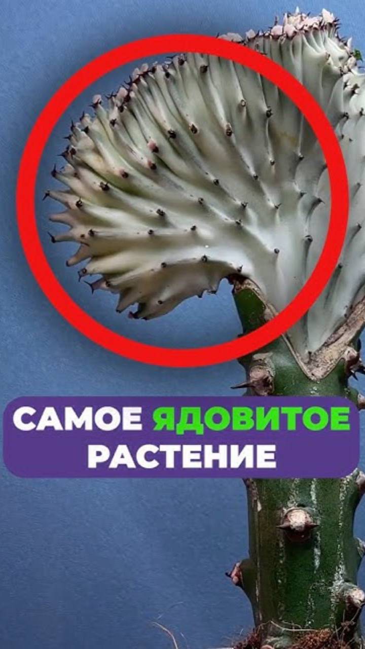 Это одно из САМЫХ ЯДОВИТЫХ и ОПАСНЫХ растений! #растения #вред