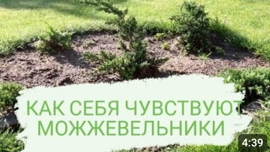 КАК СЕБЯ ЧУВСТВУЮТ МОЖЖЕВЕЛЬНИКИ. 4.06.2023г. БЕЛАРУСЬ, ГОМЕЛЬСКАЯ ОБЛАСТЬ