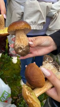 Щедрый Валдайский лес