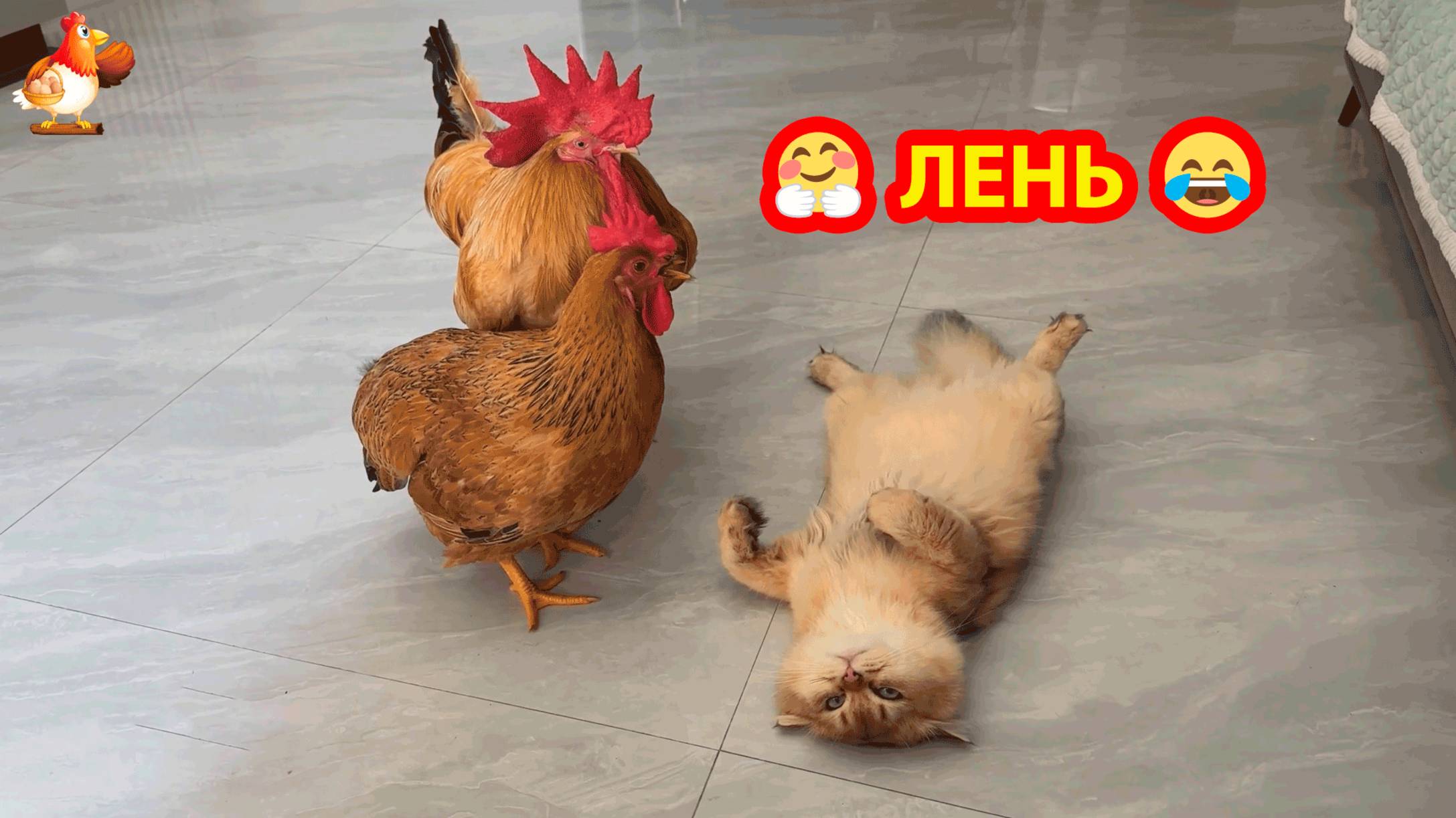 Сонная Кошка и Петух с Курицей любуются своей подругой ❣️🥰😂