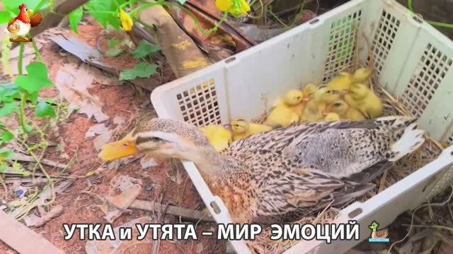 Утка и Утята – мир нежных эмоций 🦆🤗❣️часть (52)