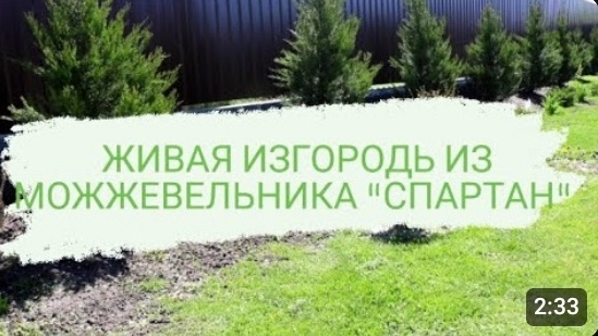 ЖИВАЯ ИЗГОРОДЬ ИЗ МОЖЖЕВЕЛЬНИКА "СПАРТАН". БЕЛАРУСЬ, ГОМЕЛЬСКАЯ ОБЛАСТЬ