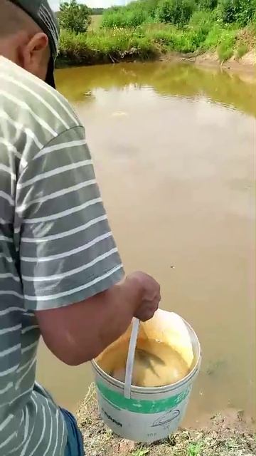 Запускаем малька карпа