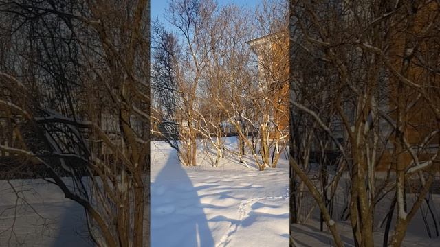Петропавловская крепость морозным днем.