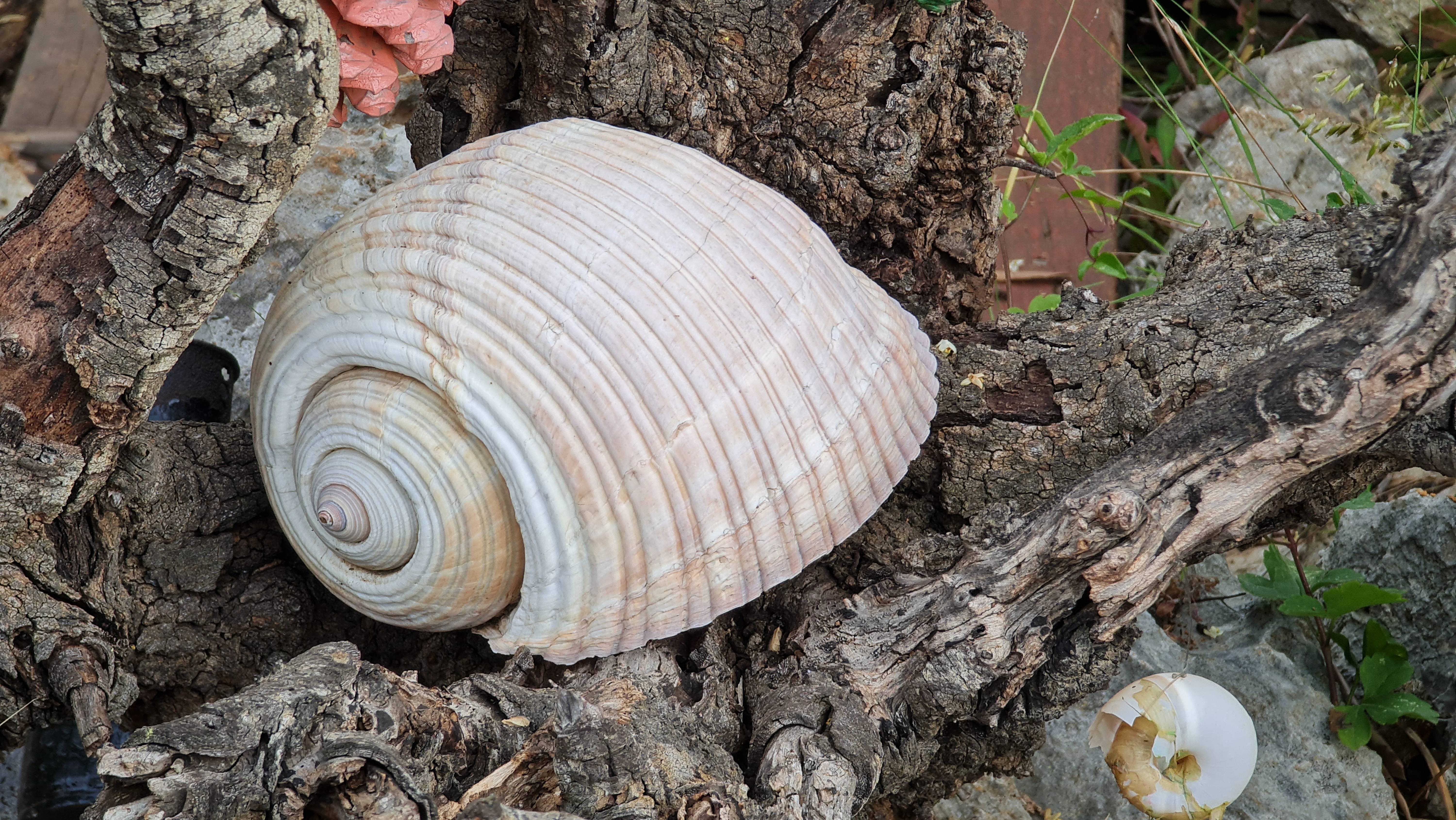 День#14 Аперлаи Капакли