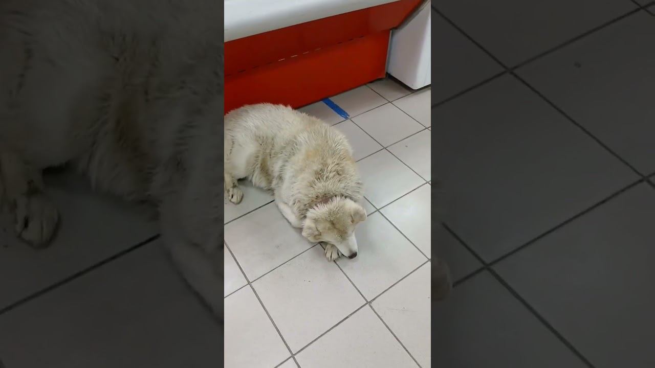 #2 #kamchatka #камчатка #любовь #music #лето #собака #dog #камчатскийсветлячок #музыка #срв #love