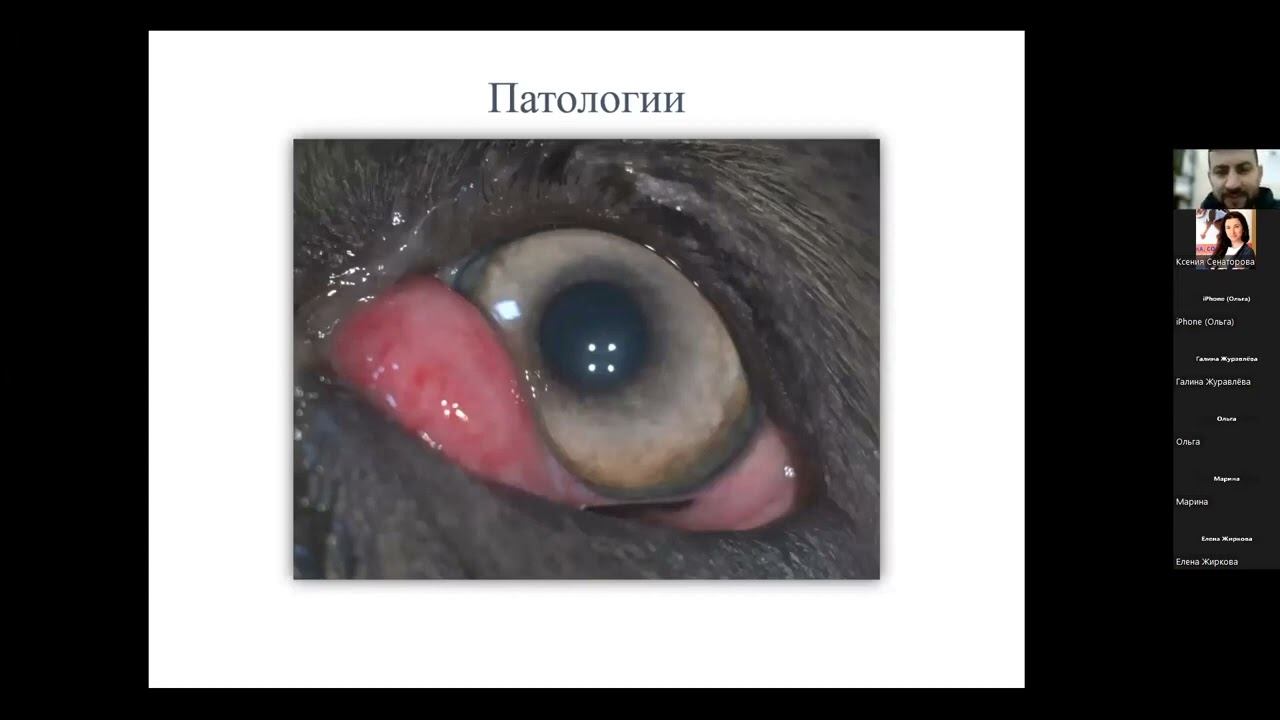 Вебинар: Третье веко и его патологии. Пальчик Денис Александрович