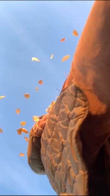 WhatsApp Video 2025-02-12 at 12.52.35